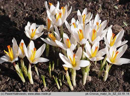 Crocus malyi (krokus Maly'ego)