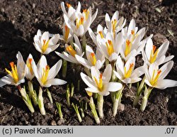 Crocus malyi (krokus Maly'ego)