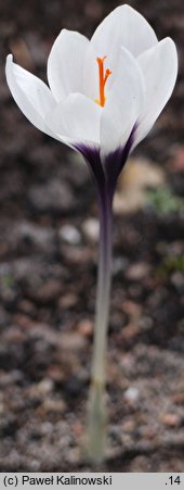 Crocus matthewii