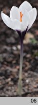 Crocus matthewii