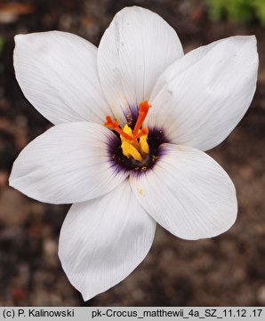 Crocus matthewii