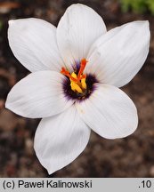 Crocus matthewii