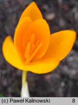 Crocus olivieri (szafran Oliviera)