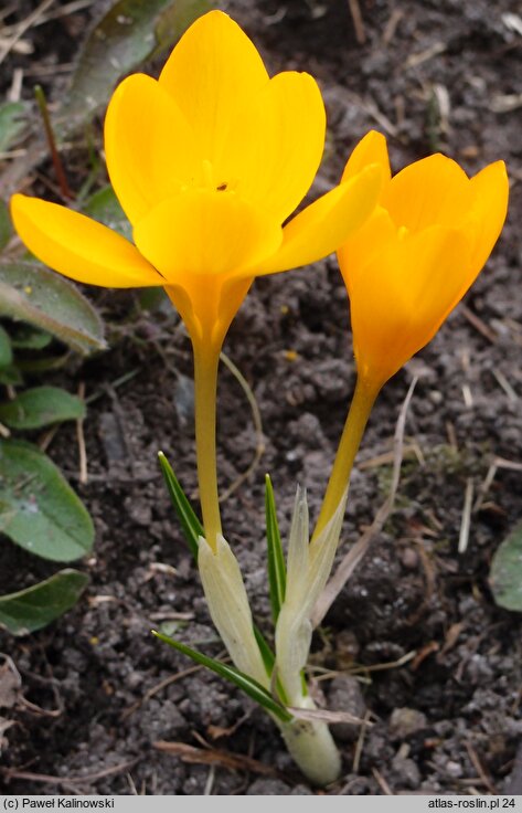 Crocus olivieri (szafran Oliviera)