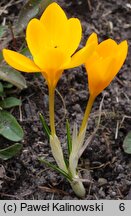 Crocus olivieri (szafran Oliviera)