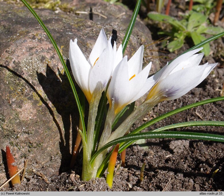 Crocus pestalozzae