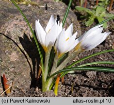 Crocus pestalozzae