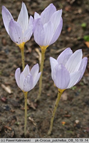 Crocus pulchellus (krokus nadobny)