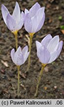 Crocus pulchellus (krokus nadobny)