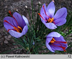 Crocus sativus (krokus uprawny)