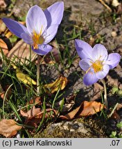 Crocus speciosus (krokus okazały)