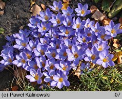 Crocus speciosus (krokus okazały)