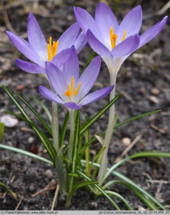 Crocus tommasinianus (krokus Tomassiniego)