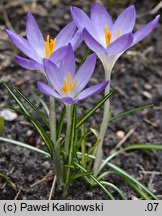 Crocus tommasinianus (krokus Tomassiniego)