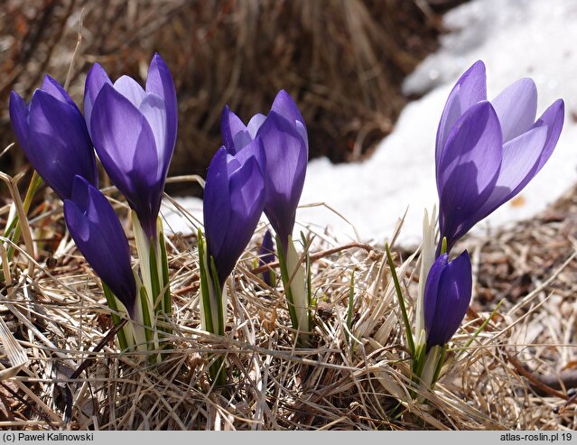 Crocus veluchensis