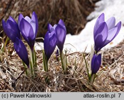 Crocus veluchensis