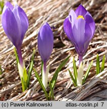 Crocus veluchensis