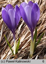 Crocus veluchensis