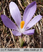 Crocus veluchensis