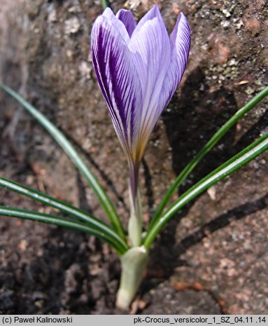 Crocus versicolor