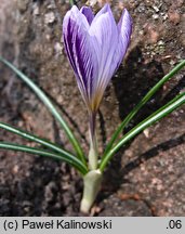 Crocus versicolor