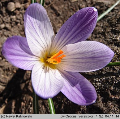 Crocus versicolor