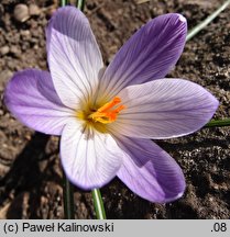 Crocus versicolor