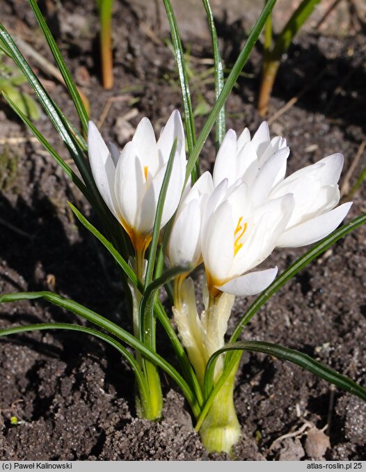 Crocus ×jessoppiae