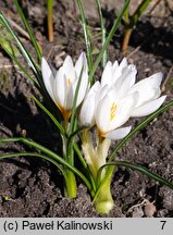 Crocus ×jessoppiae