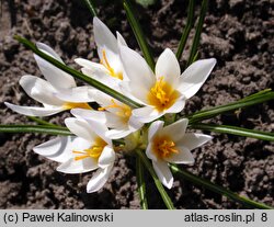 Crocus ×jessoppiae