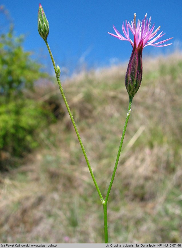 Crupina vulgaris (krupina pospolita)