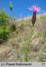 Crupina vulgaris (krupina pospolita)