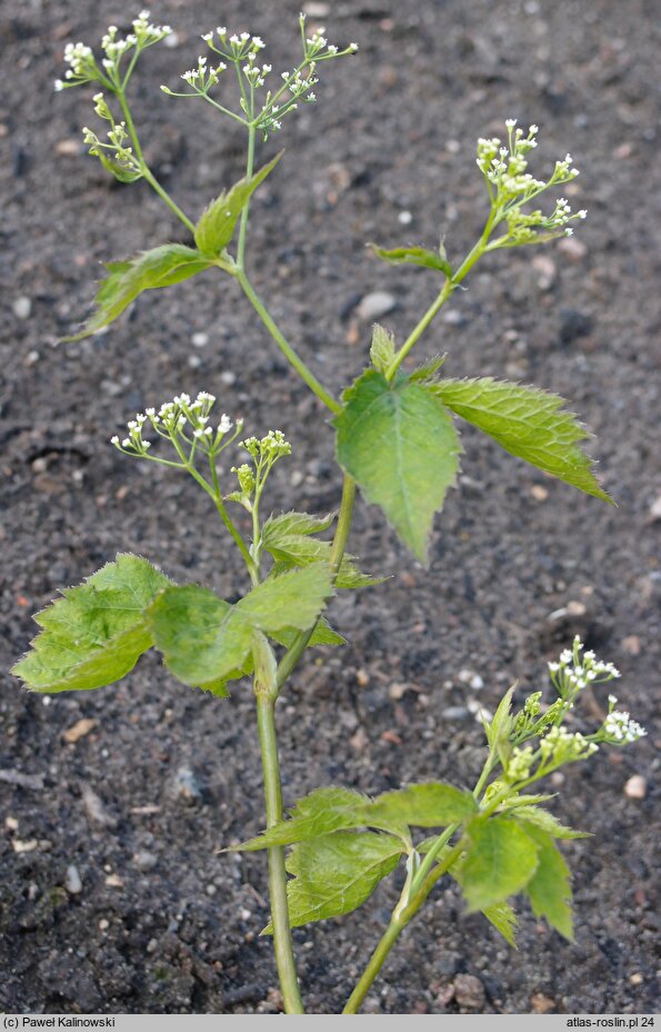 Cryptotaenia canadensis