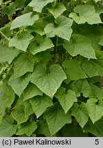 Cucumis metuliferus (kiwano)