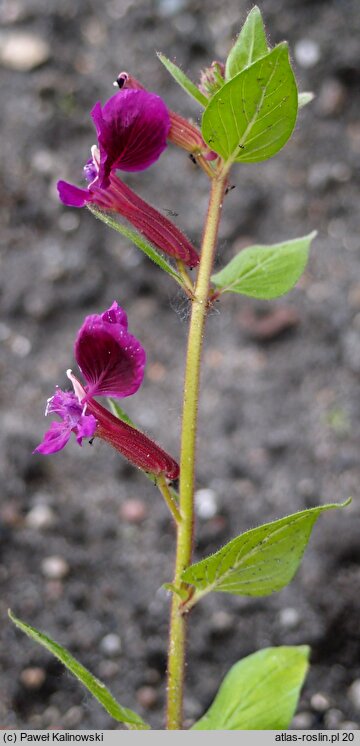 Cuphea lanceolata