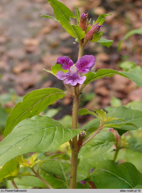 Cuphea viscosissima