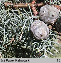 Cupressus arizonica (cyprys arizoński)