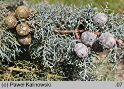 Cupressus arizonica (cyprys arizoński)