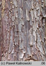 Cupressus arizonica (cyprys arizoński)