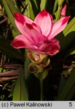 Curcuma alismatifolia (ostryż żabieńcolistny)