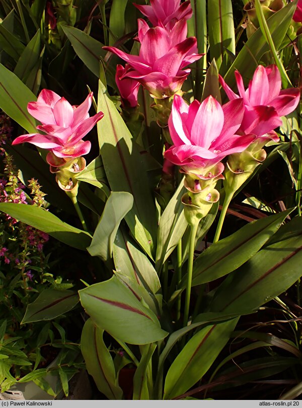 Curcuma alismatifolia (ostryż żabieńcolistny)