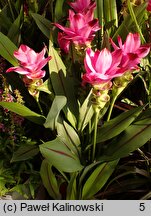 Curcuma alismatifolia (ostryż żabieńcolistny)