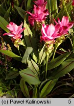 Curcuma alismatifolia (ostryż żabieńcolistny)