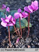 Cyclamen coum (cyklamen dyskowaty)