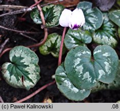 Cyclamen coum (cyklamen dyskowaty)