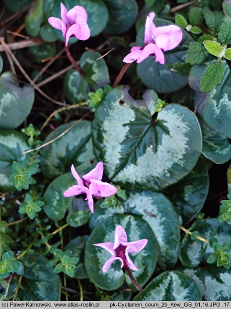 Cyclamen coum (cyklamen dyskowaty)