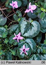 Cyclamen coum (cyklamen dyskowaty)