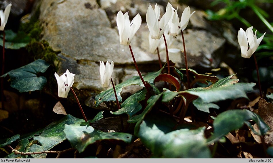 Cyclamen creticum