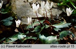 Cyclamen creticum