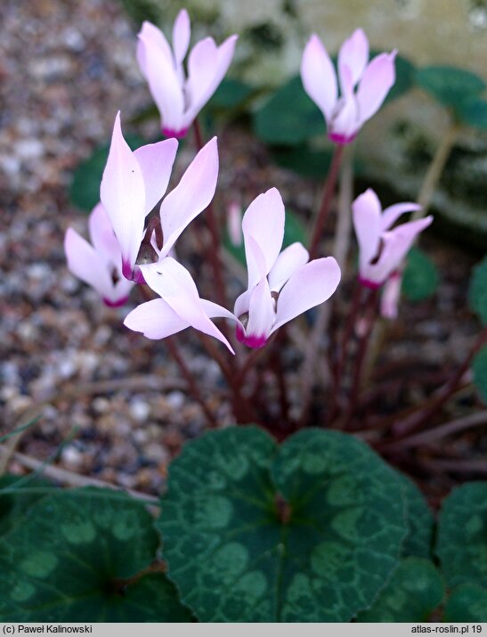 Cyclamen graecum (cyklamen grecki)